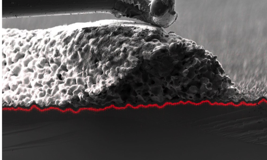 professor profile picture