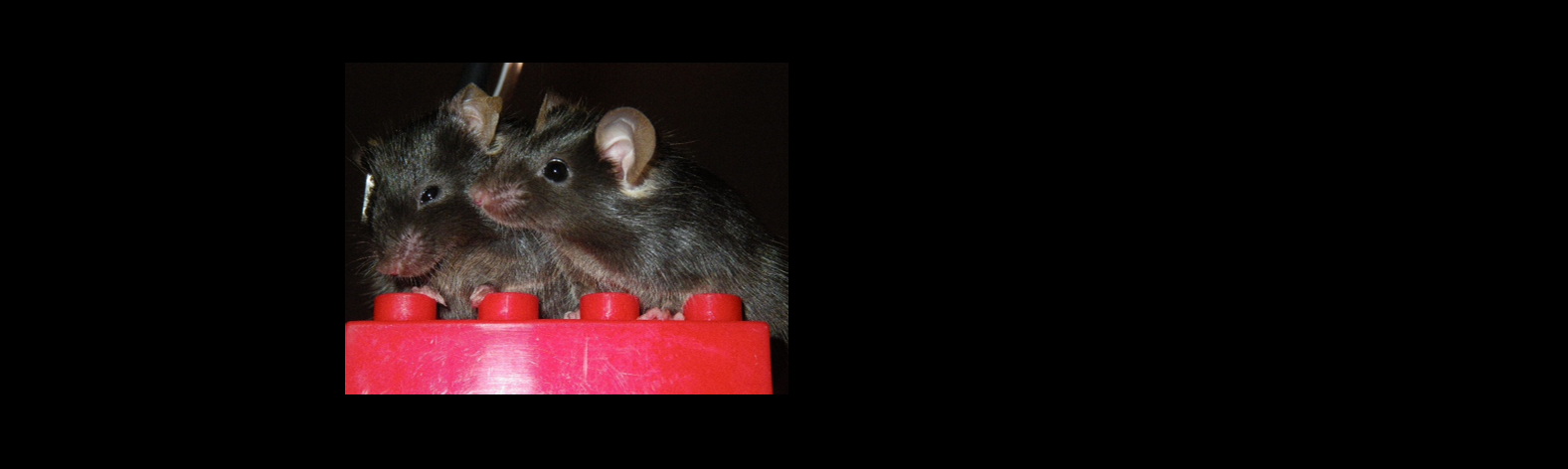 professor profile picture